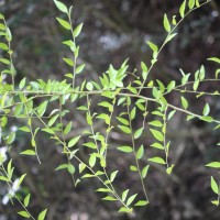 Capparis sepiaria L.